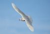 Mediterranean Gull at Southend Pier (Steve Arlow) (94867 bytes)